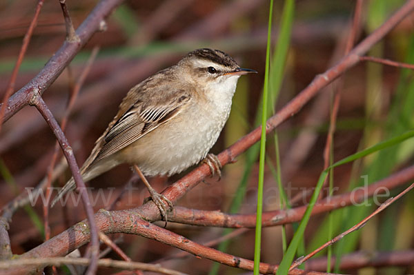 Schilfrohrsänger (Acrocephalus schoenobaenus)