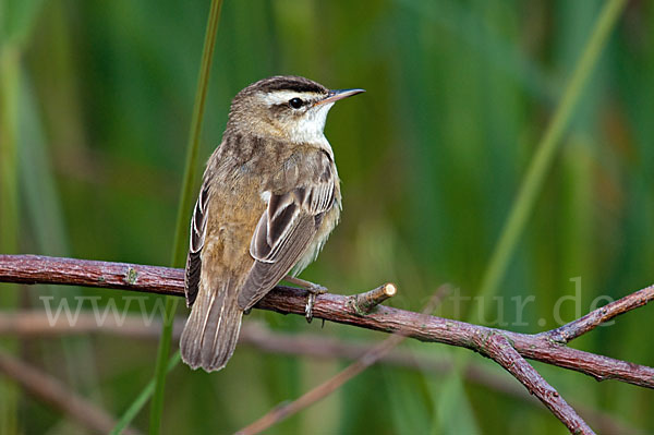 Schilfrohrsänger (Acrocephalus schoenobaenus)