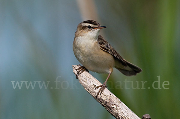 Schilfrohrsänger (Acrocephalus schoenobaenus)