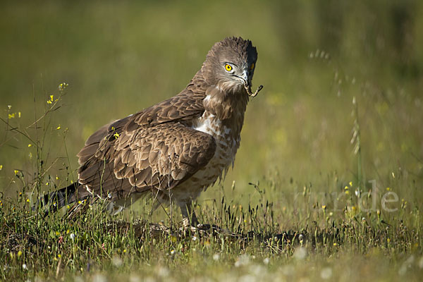 Schlangenadler (Circaetus gallicus)