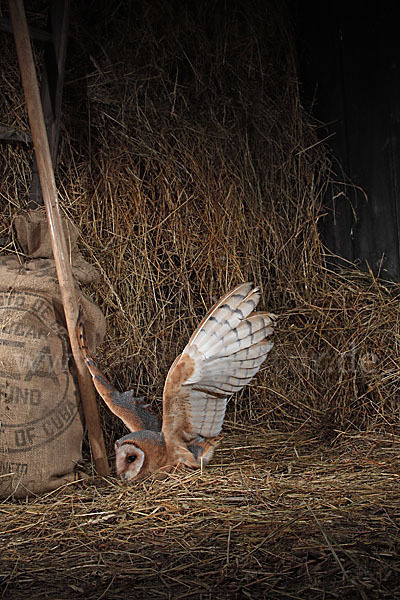 Schleiereule (Tyto alba)