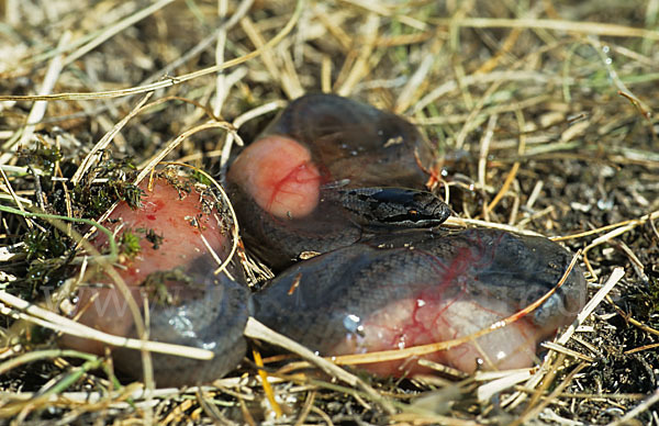 Schlingnatter (Coronella austriaca)