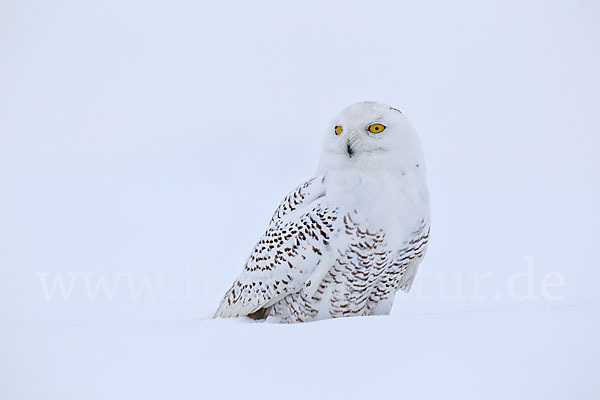 Schnee-Eule (Bubo scandiacus)