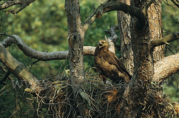 Schreiadler (Aquila pomarina)