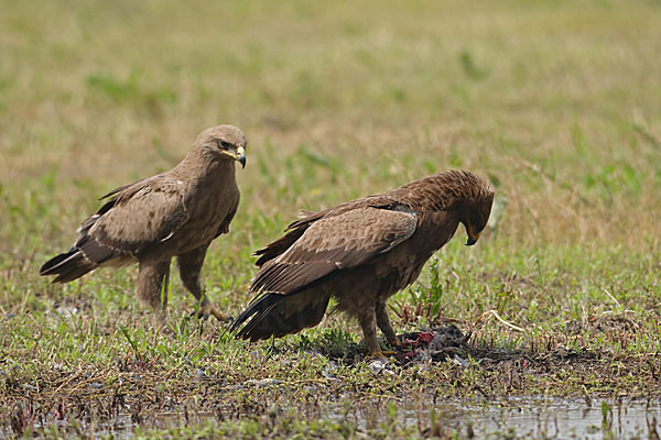 Schreiadler (Aquila pomarina)