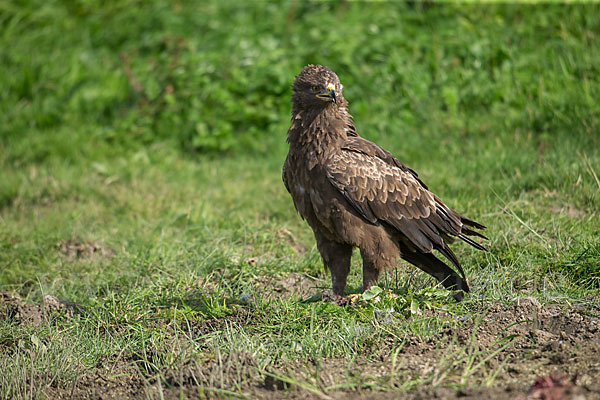 Schreiadler (Aquila pomarina)