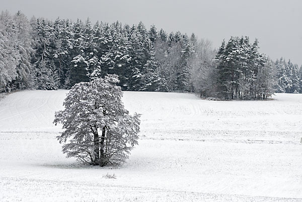 Schwarz-Erle (Alnus glutinosa)