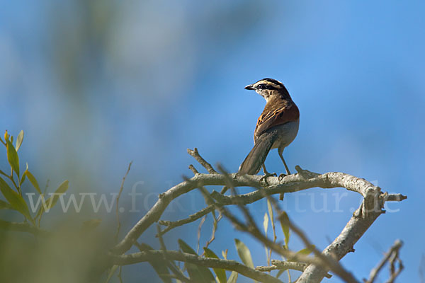 Senegaltschagra (Tchagra senegala)