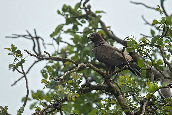 Silberadler (Hieraaetus wahlbergi)