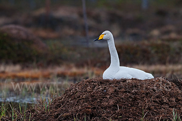 Singschwan (Cygnus cygnus)