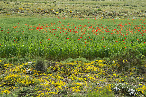 Spanien (Spain)