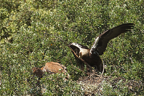 Spanischer Kaiseradler (Aquila adalberti)