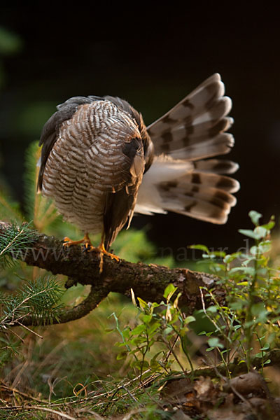 Sperber (Accipiter nisus)