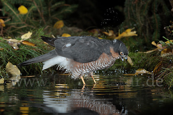 Sperber (Accipiter nisus)