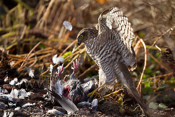 Sperber (Accipiter nisus)