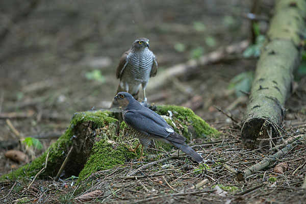 Sperber (Accipiter nisus)