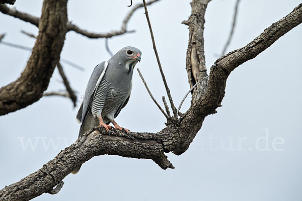 Sperberbussard (Kaupifalco monogrammicus)