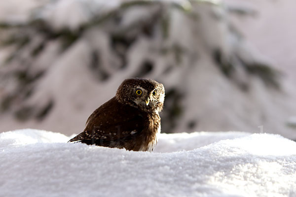 Sperlingskauz (Glaucidium passerinum)