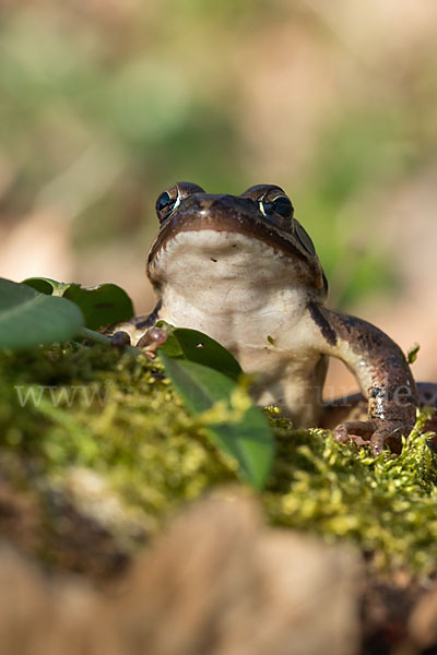 Springfrosch (Rana dalmatina)