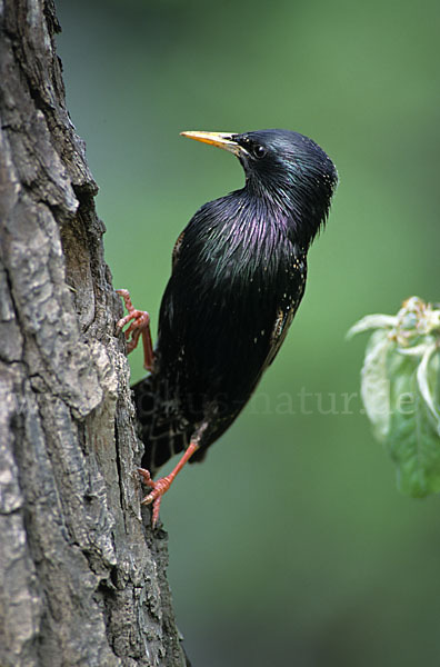 Star (Sturnus vulgaris)