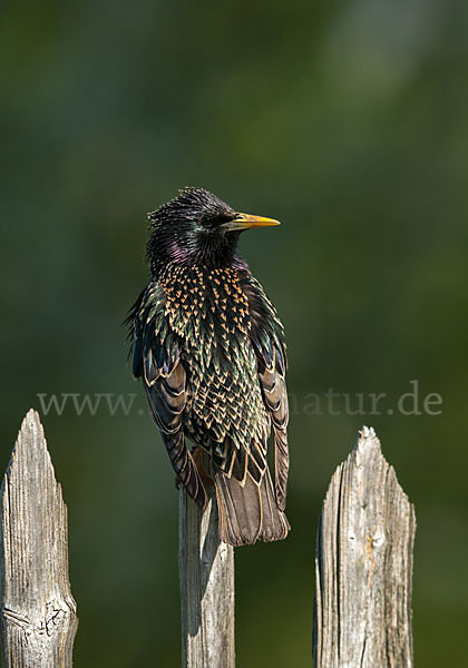 Star (Sturnus vulgaris)