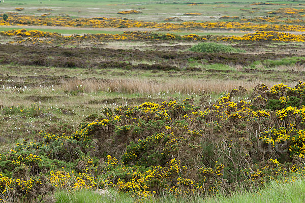 Stechginster (Ulex europaeus)