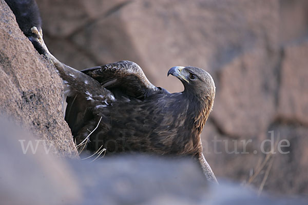 Steinadler (Aquila chrysaetos)