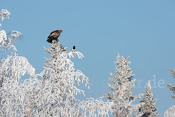 Steinadler (Aquila chrysaetos)