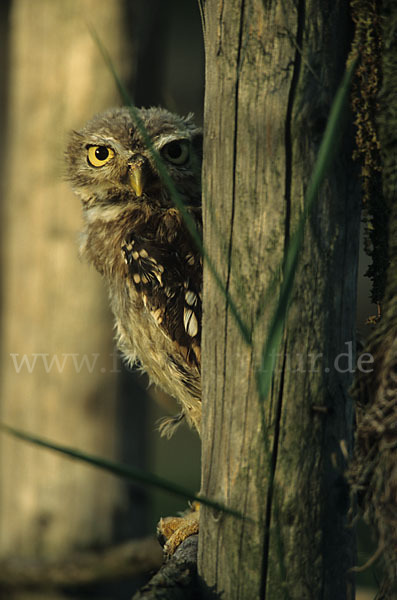 Steinkauz (Athene noctua)