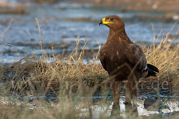 Steppenadler (Aquila nipalensis)