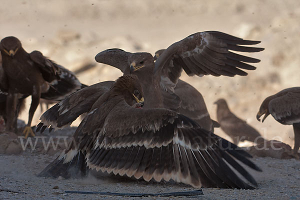 Steppenadler (Aquila nipalensis)