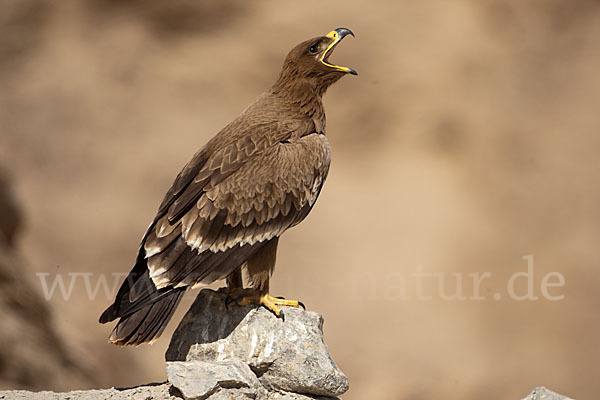 Steppenadler (Aquila nipalensis)