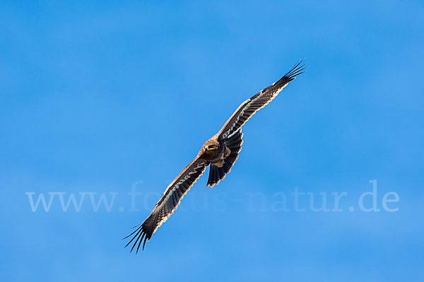 Steppenadler (Aquila nipalensis)