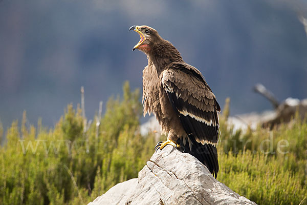 Steppenadler (Aquila nipalensis)