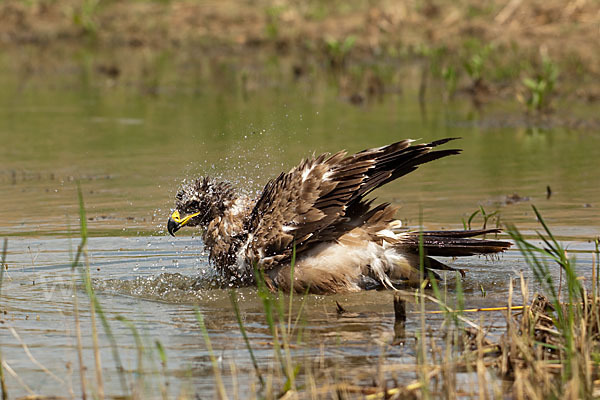 Steppenadler (Aquila nipalensis)