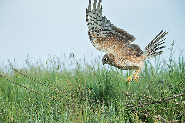 Steppenweihe (Circus macrourus)