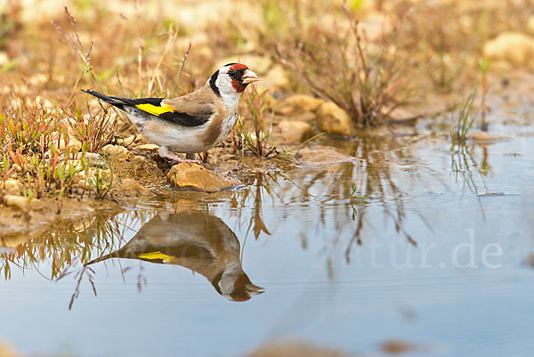 Stieglitz (Carduelis carduelis)