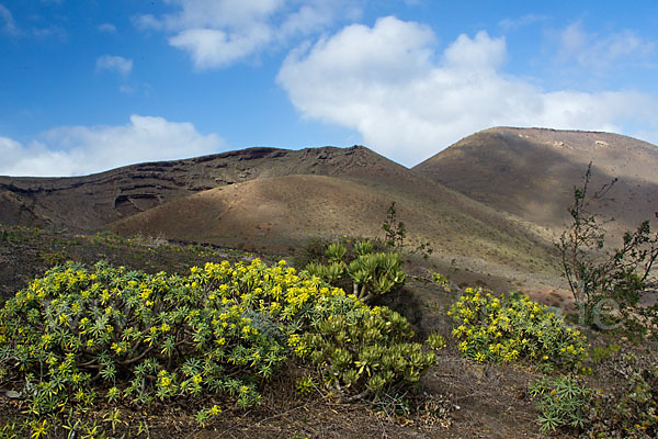 Stumpfblättrige Wolfsmilch (Euphorbia obtusifolia)