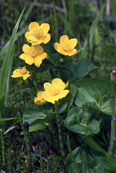 Sumpf-Dotterblume (Caltha palustris)