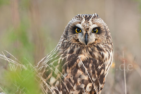 Sumpfohreule (Asio flammeus)