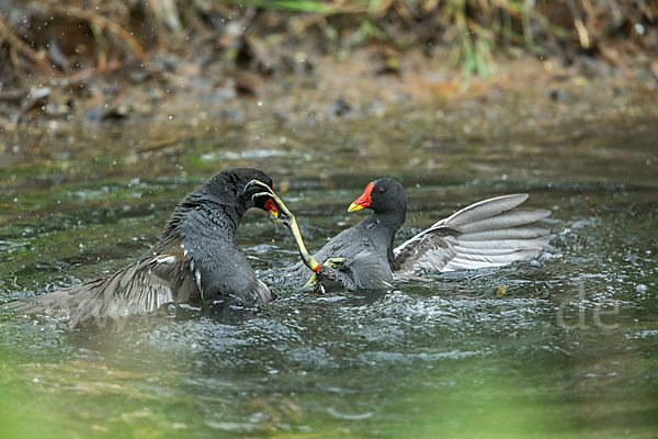 Teichralle (Gallinula chloropus)