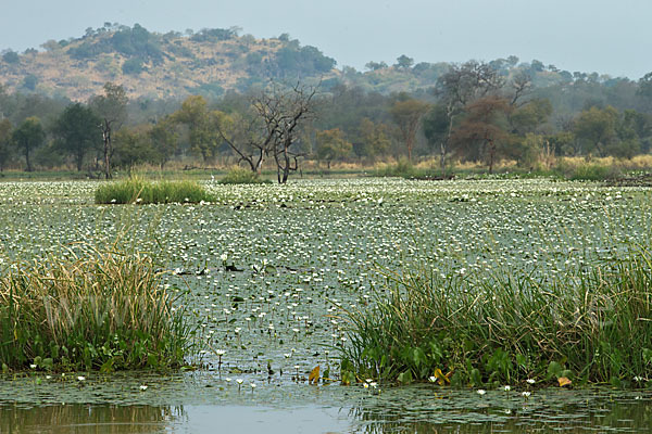 Tigerlotus (Nymphaea lotus)