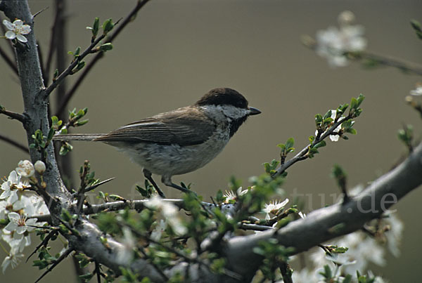 Trauermeise (Parus lugubris)