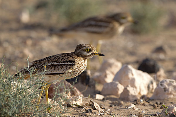 Triel (Burhinus oedicnemus)