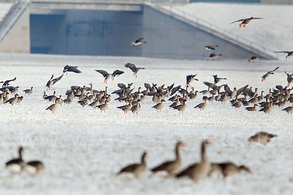 Tundrasaatgans (Anser fabalis rossicus)