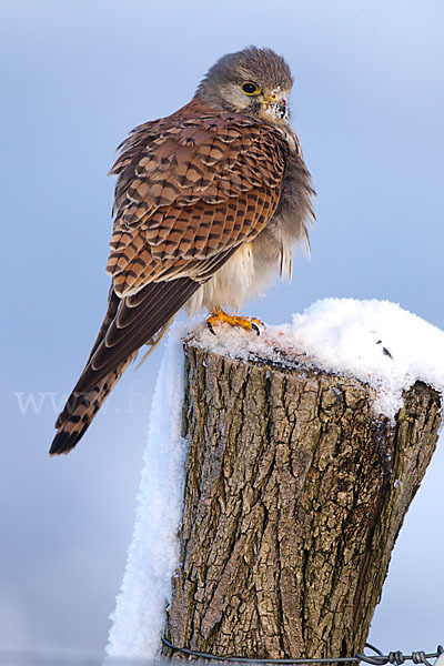 Turmfalke (Falco tinnunculus)