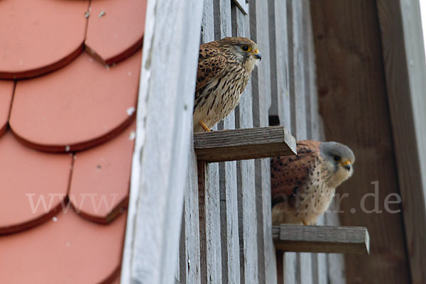 Turmfalke (Falco tinnunculus)