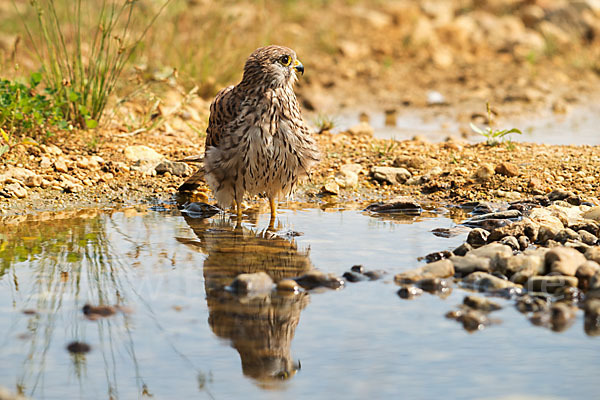 Turmfalke (Falco tinnunculus)