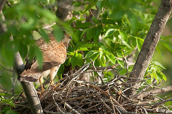 Turmfalke (Falco tinnunculus)