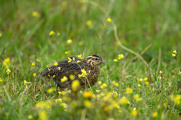 Wachtel (Coturnix coturnix)